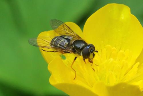 Dasysyrphus pinastri
